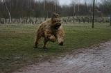 BRIARD 279